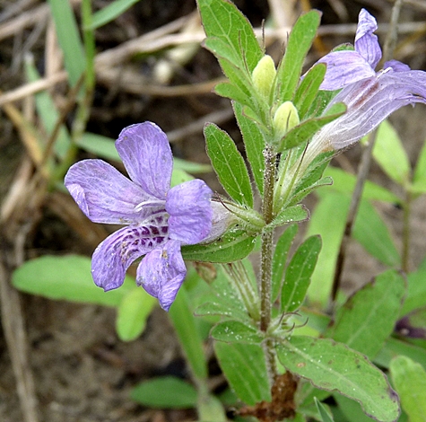 {Dyschoriste oblongifolia}